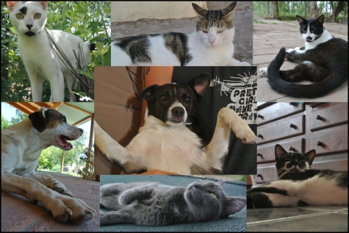 Their pets, who we love almost as much as we love Norma & Silverstein!